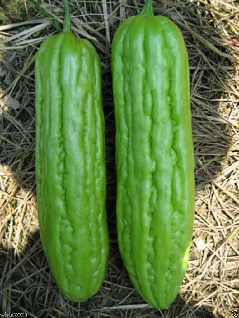 Mixed Green Skin Long + Indian Dark Green Bitter Gourd Ku Gua Khổ Qua 30+ Seeds