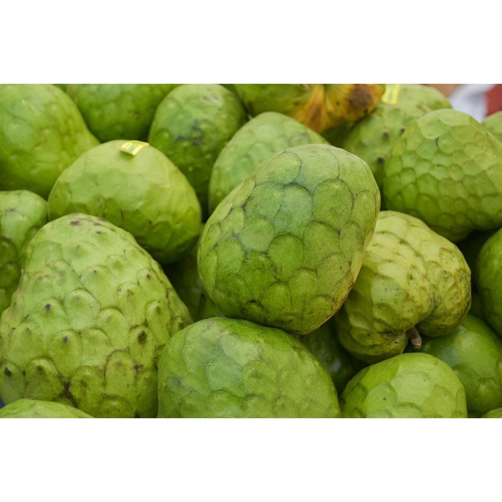 Custard Sugar Apple Fruit Tree Seeds Sweetsop Annona Squamosa Sweet – 50 seeds