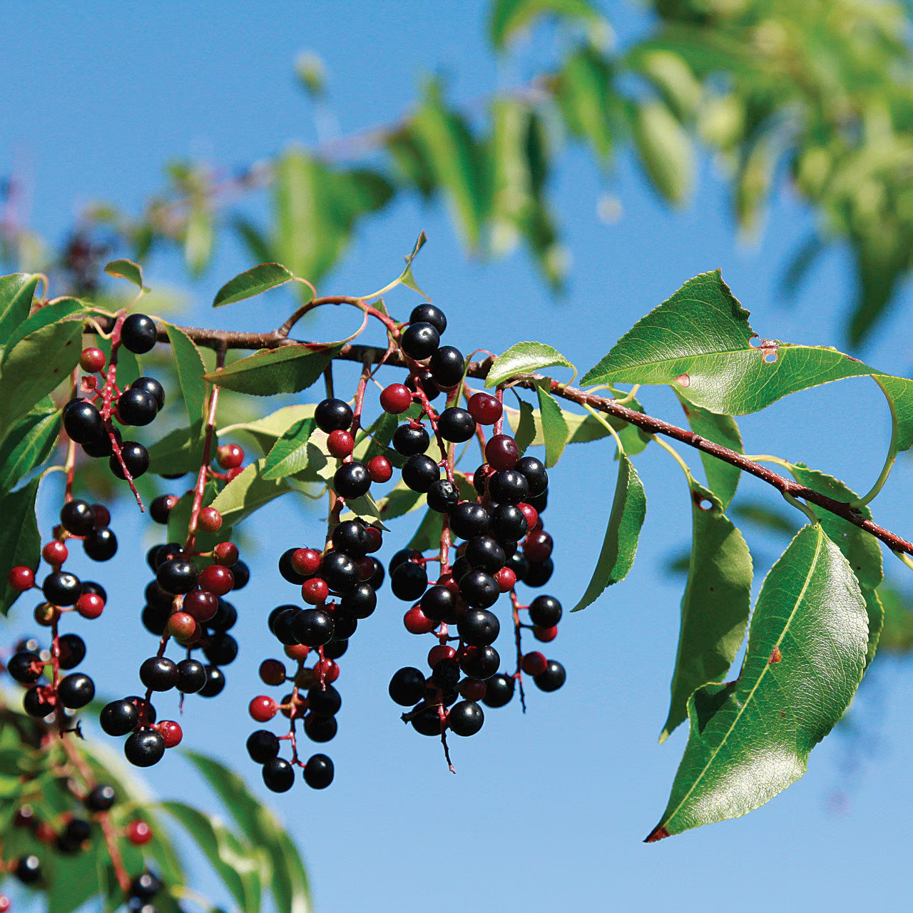 Wild Black Cherry Tree (Prunus serotina Wild Rum Cherry) 4′ Pot 12′-18′ Height