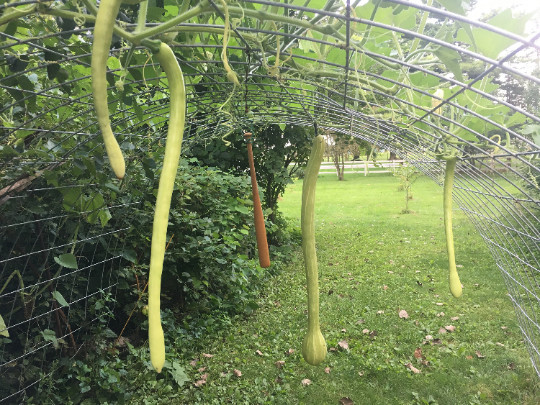 500 Trombocino Rampicante seeds; Tromboncino Climbing Zucchini; Zucchino Squash