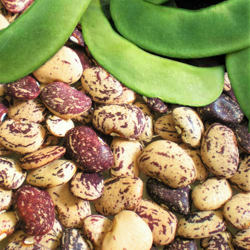 Jackson Wonder Lima Bean Seeds | Southern Speckled Baby Butter Beans Seed 2024