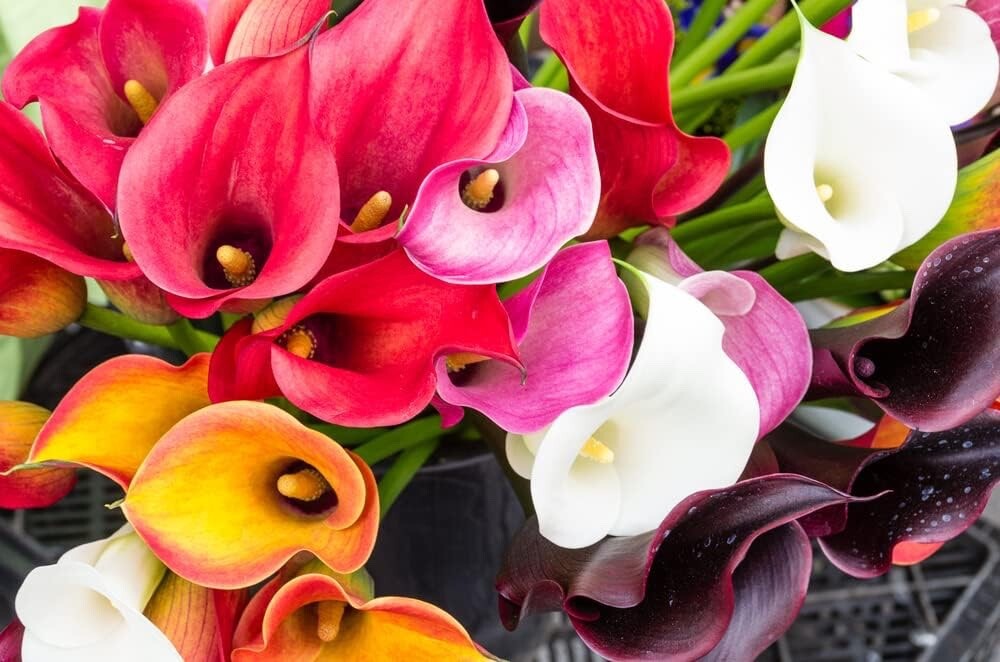 Calla Lily Bulbs for Planting- Mixed Color