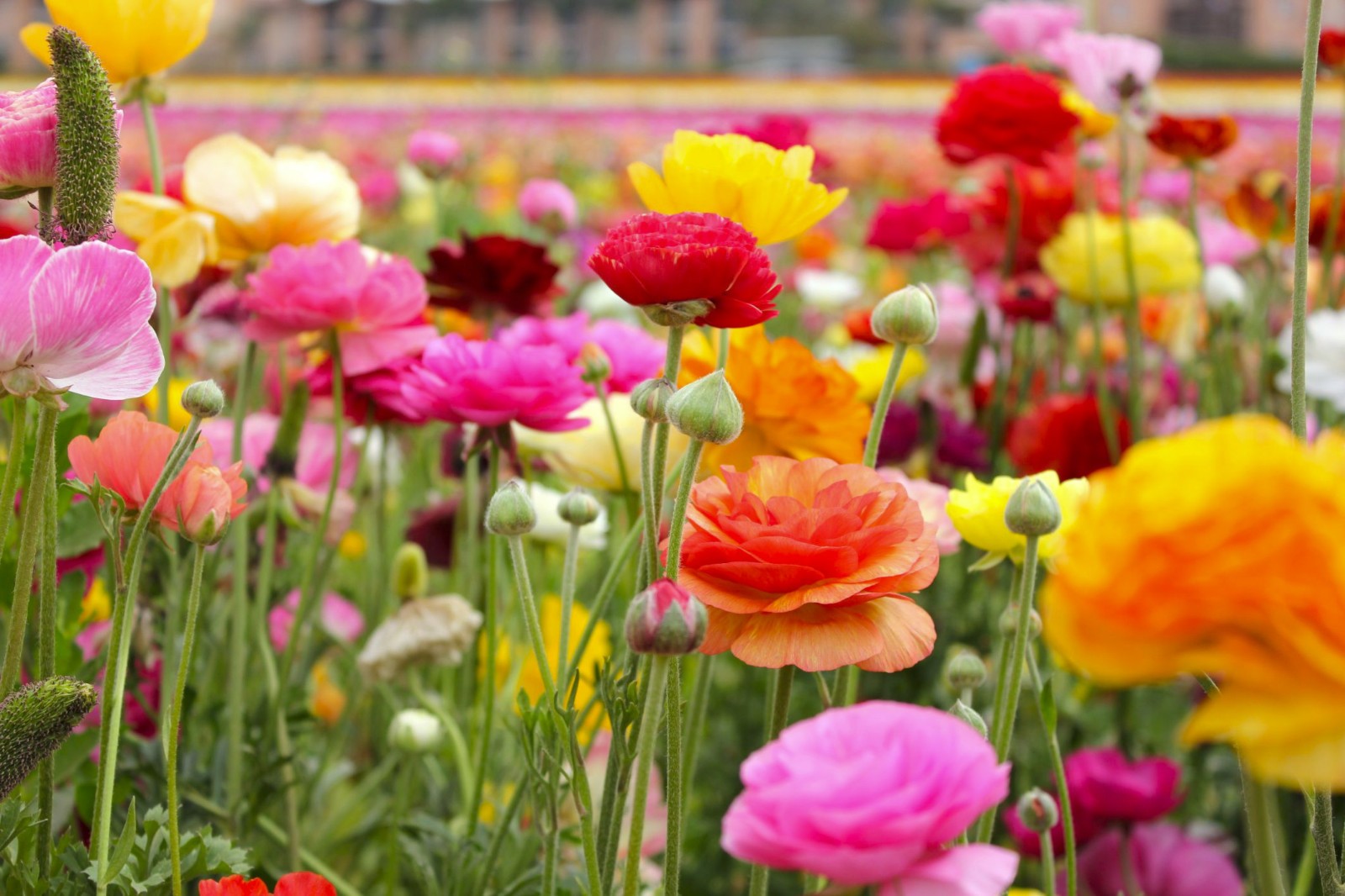 10 Mixed Ranunculus Bulbs (‘Claws’) Zone 8-10
