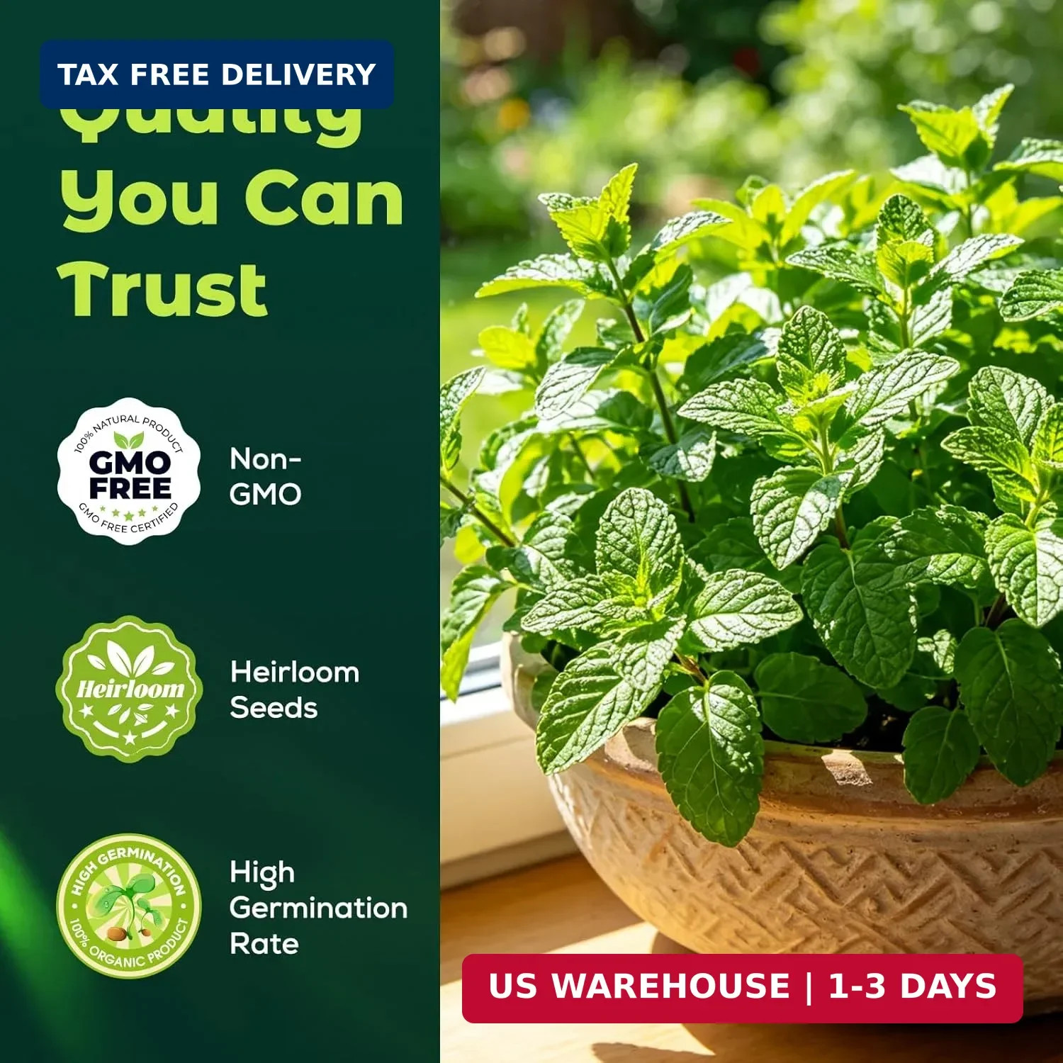 2300 Catnip Seeds for Planting Indoors & Outdoors – Premium Non-GMO Herb Cat Nip