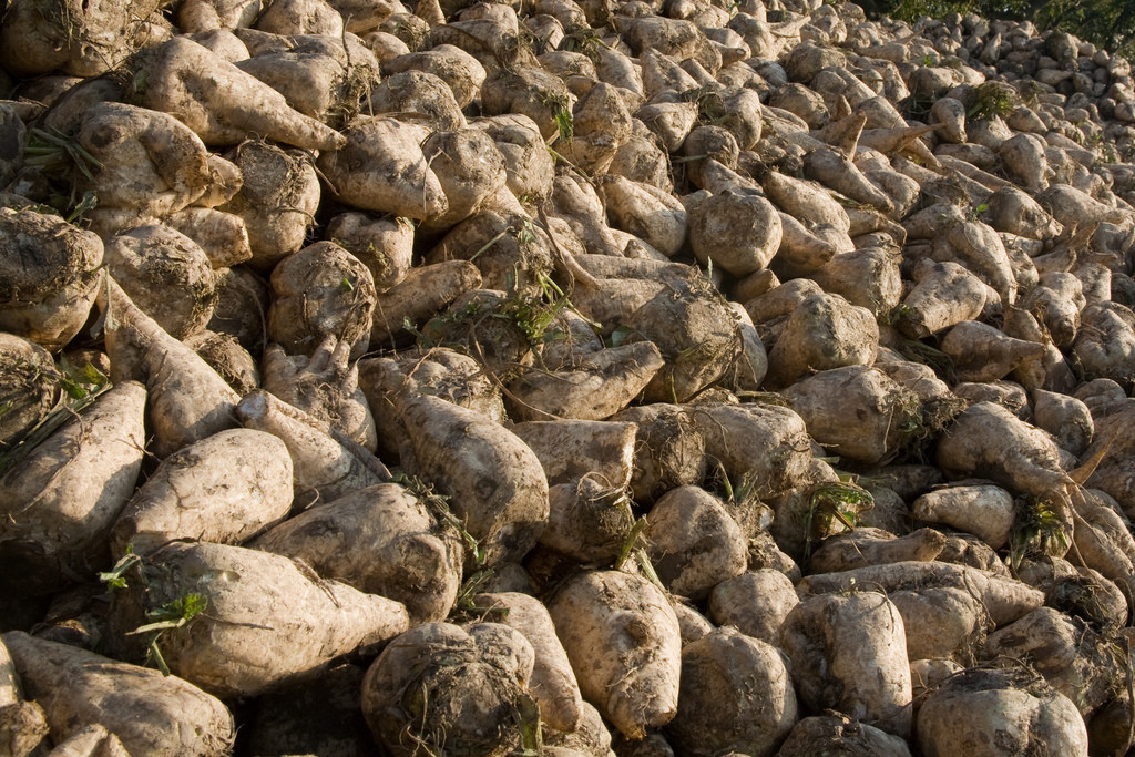 110 SEEDS – beet SUGAR Make your own sugar – GroCo USA – BUY ANY 15-SHIPS FREE!