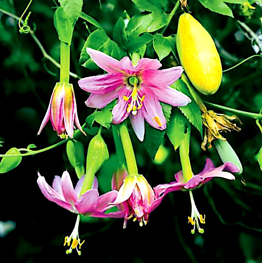 20 BANANA PASSIONFRUIT SEEDS (Passiflora Mollissima) Fast Flower Vine Plant RARE