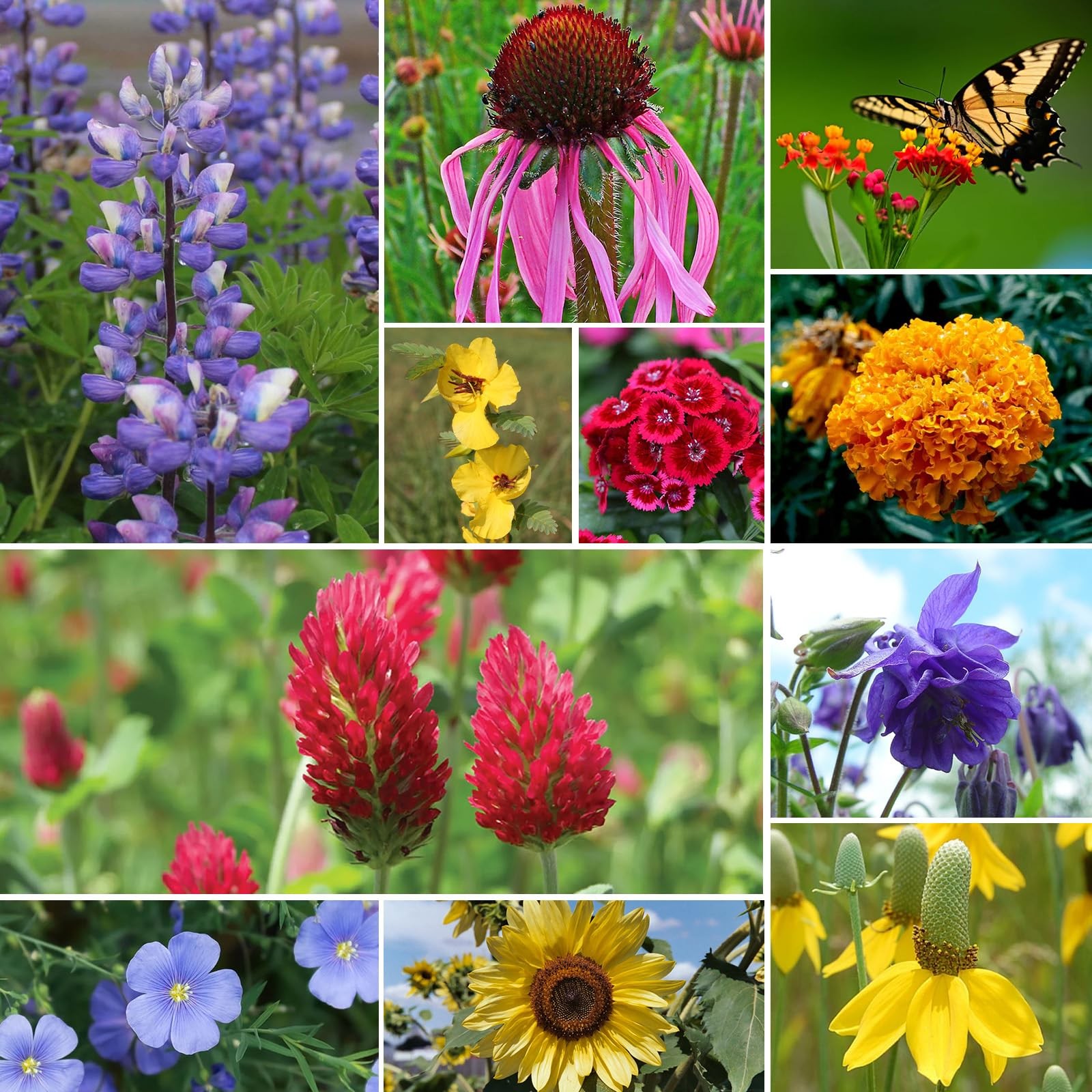 All Perennial Wildflower Seeds Bulk Mix W/ Milkweed Pollinators Zones 3-10 1/4LB