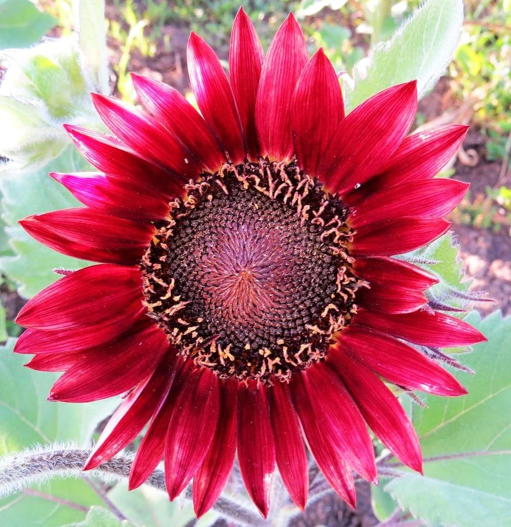 Mixed Varity Sunflower Seeds for Planting – 200+ Heirloom Non-GMO Giant Red P…