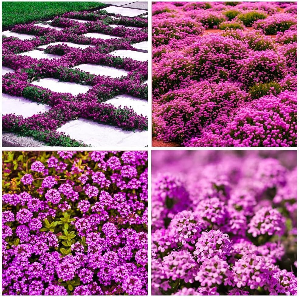 21500Pcs Creeping Thyme Seeds for Planting Outdoor, Hardy Perennial Ground Cover