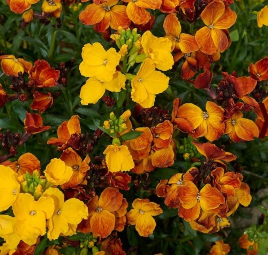 300+ English Wallflower Seeds **Fresh Seeds** ~~Free Shipping~~