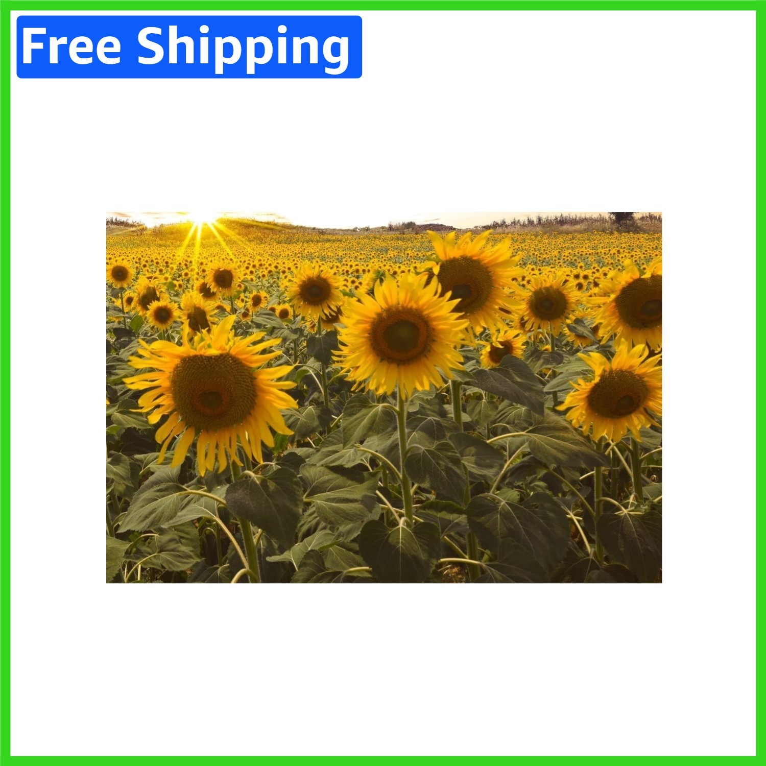 100 Count Dwarf Sunflower Seeds for Vibrant Indoor and Outdoor Gardens