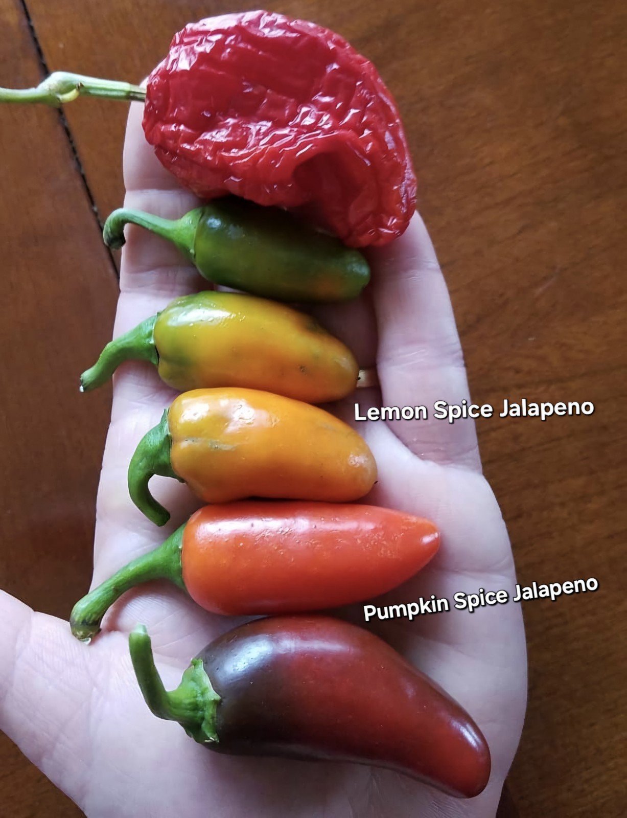 Pumpkin Spice Jalapeno 10 Organic Seeds *Free Shipping*