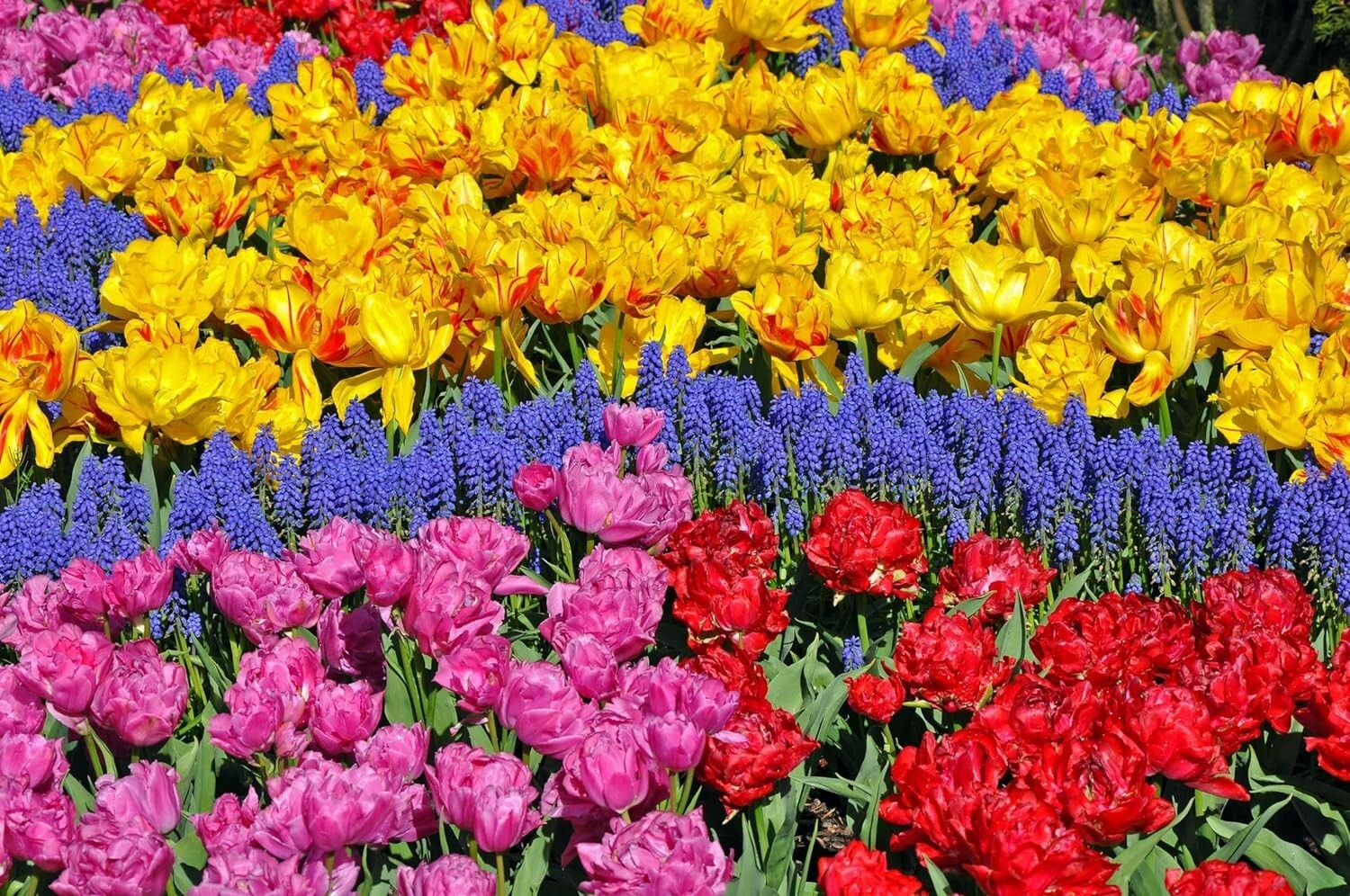 Complete Spring Flower Garden 50 Fresh Bulbs | Bloom All Spring and Summer