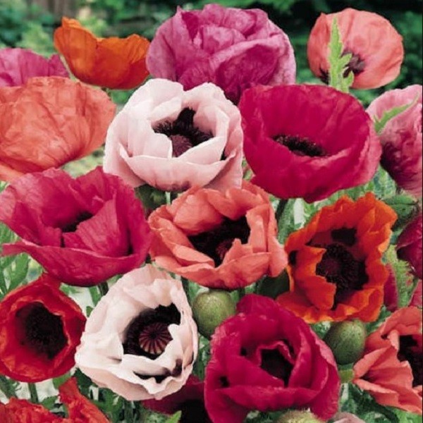 Mixed Colors Oriental Poppy Seeds For Planting Stratified Perennial Fresh Seeds