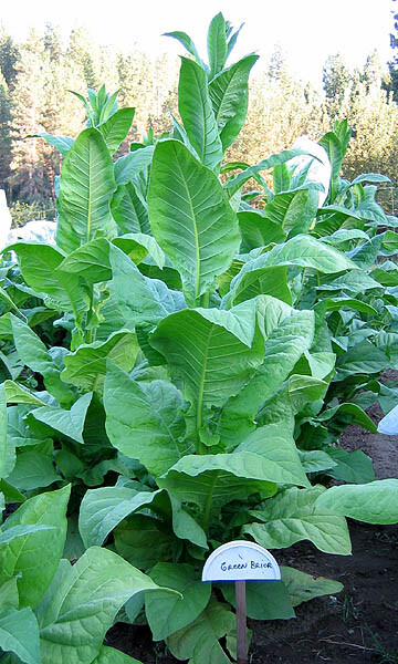 1000 Green Brior Tobacco Seeds ~ Heirloom ~ Full Flavor Heavy Producing Burley
