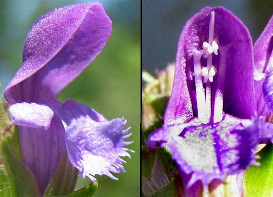 1000 Allheal Seeds – Prunella vulgaris – Medicinal Herb – Heal All