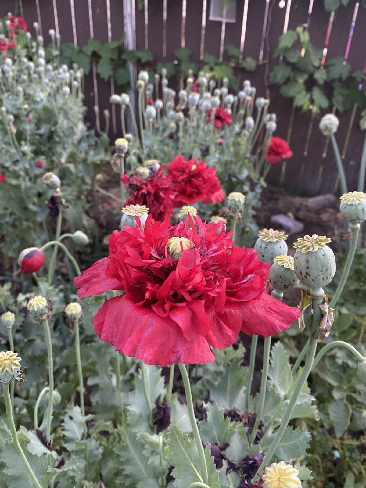 Red Poppy Double Flower Deep Red 100 Seeds.