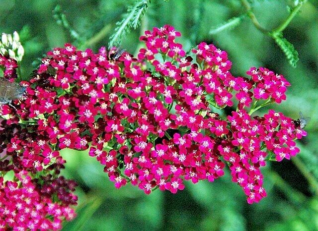 RED YARROW Seeds *FREE Shipping!* Achillea Millefolium “Cassis” Herb Flower