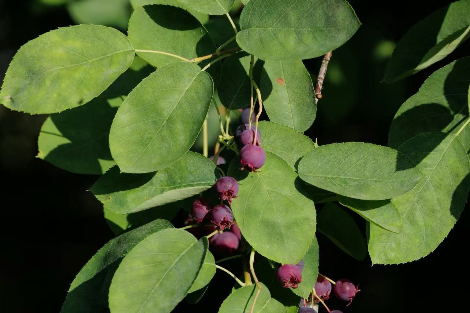 100+ Saskatoon Serviceberry Seeds for Planting – Amelanchier alnifolia Berry See