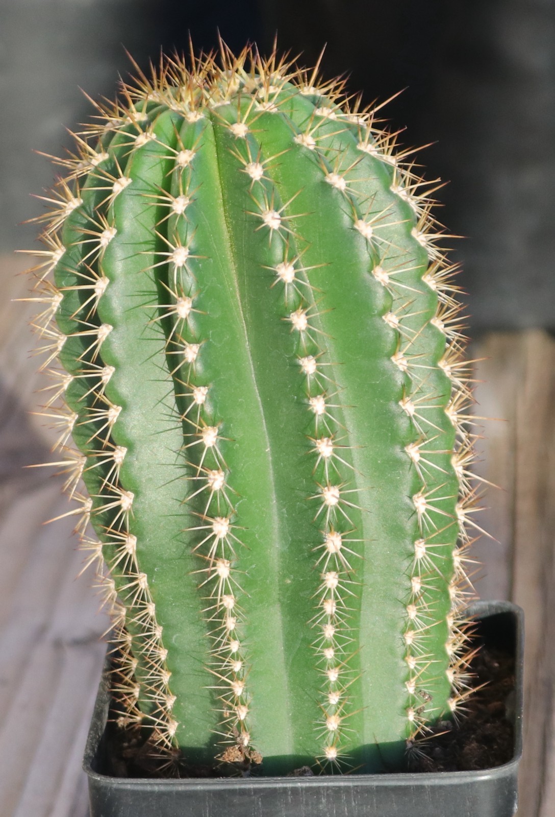 Tricho hybrid ‘Yellow Epic’