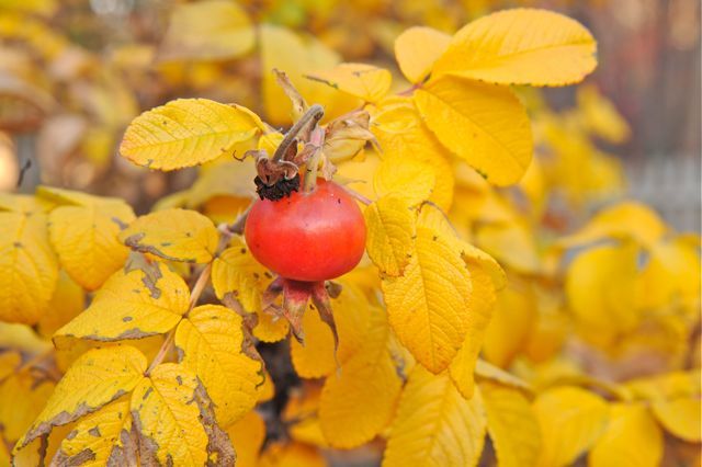White Rugosa Rose, Rosa rugosa albiflora, Shrub Seeds (Fragrant, Fast, Hardy)