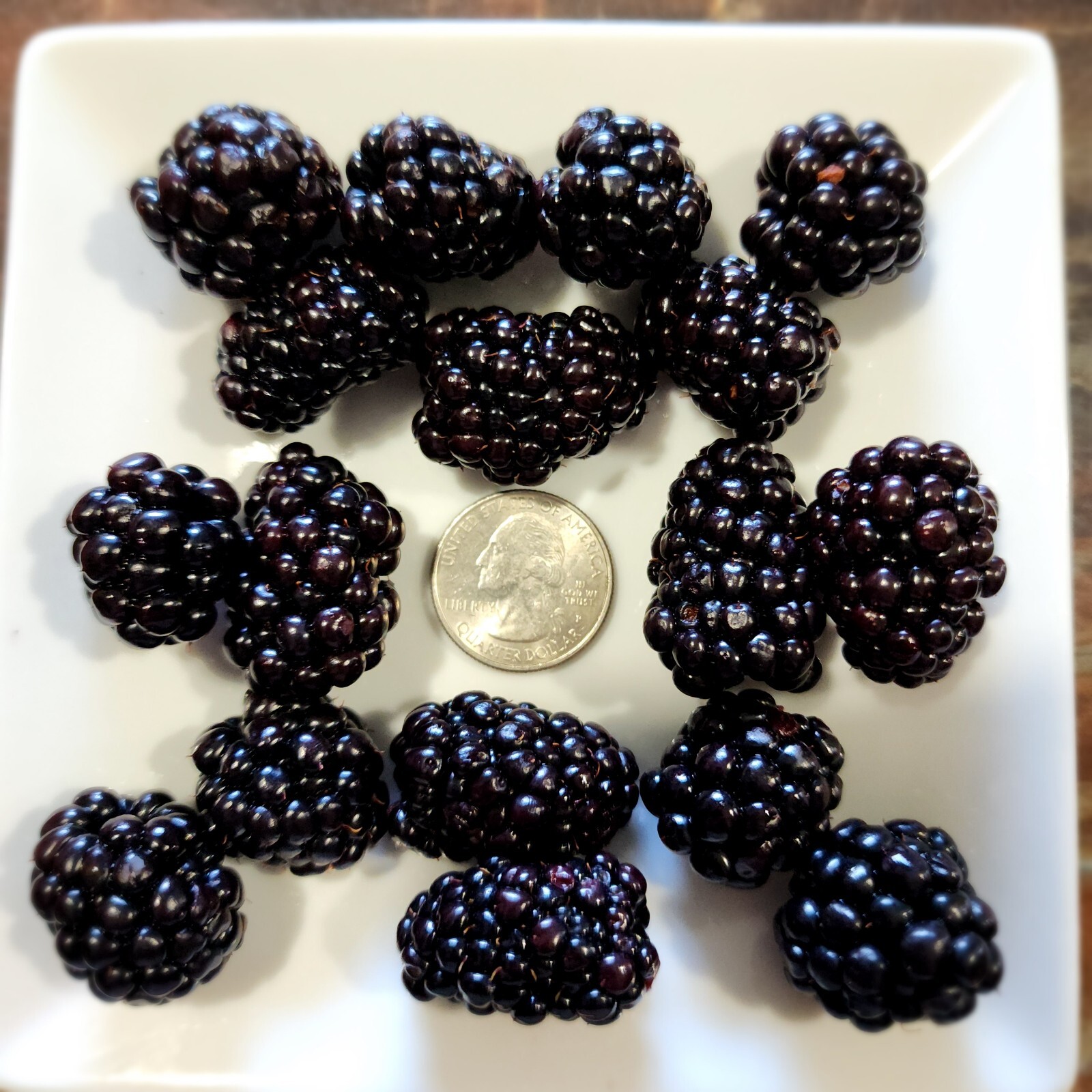 Thornless Blackberry Seeds (50)