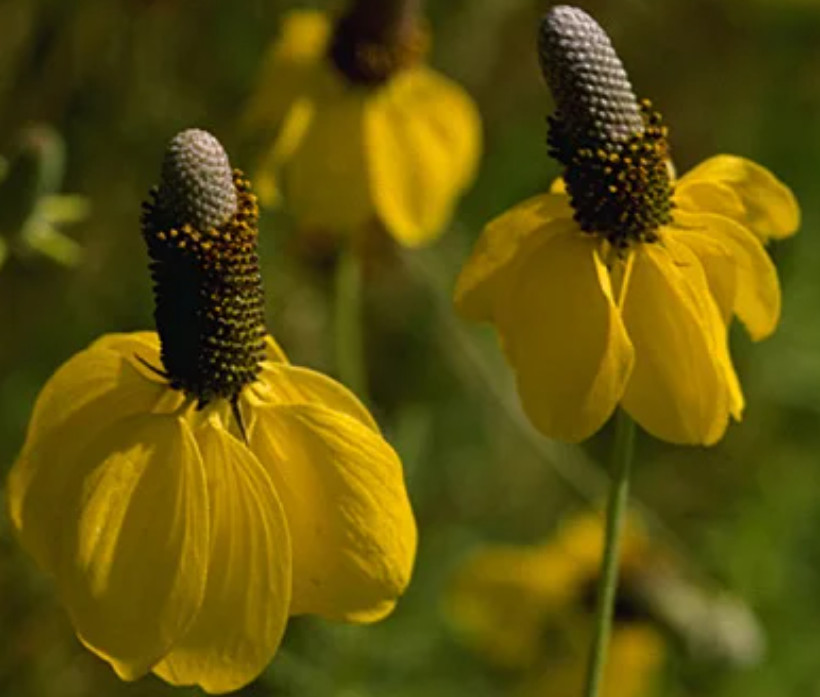 Coneflower PRAIRIE Pollinator Wild Flowers Biennial, Perennial Non-GMO 500 Seeds