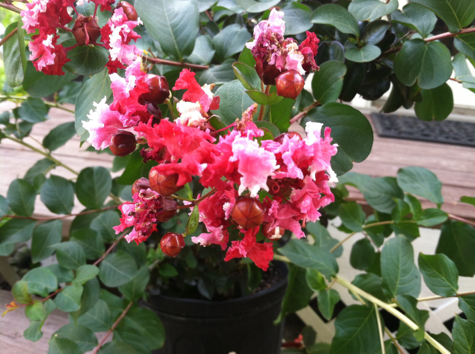 Crape Myrtle | Dwarf Strawberry Dazzle | 10 seeds