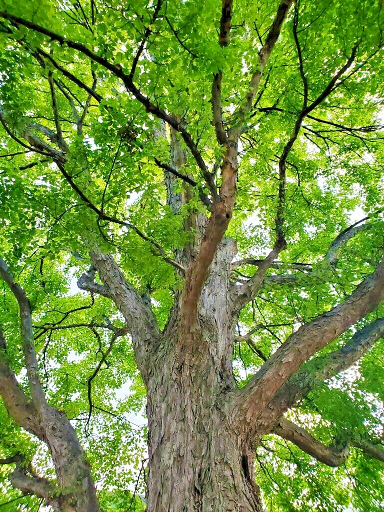 Trident Maple Tree | Premium Seeds | Acer buergerianum ‘Summer’ | Plants’®