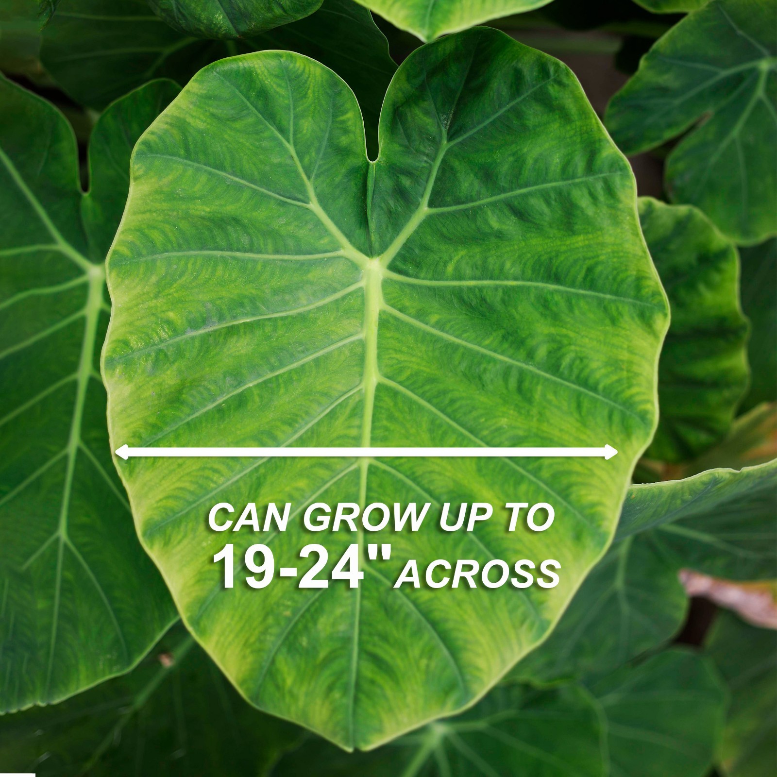 Garden State Bulb Colocasia Esculenta Elephant Ear Bulbs, 7/9 inches, Spring