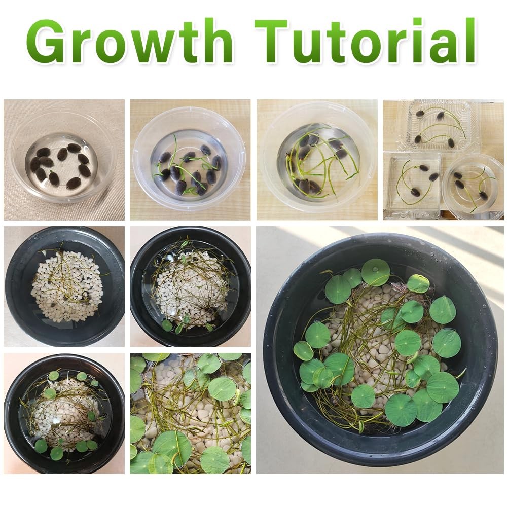 60 Pcs Mix Bonsai Bowl Lotus Seeds, Water Lilys Flower Plant, Lotus Seeds for…