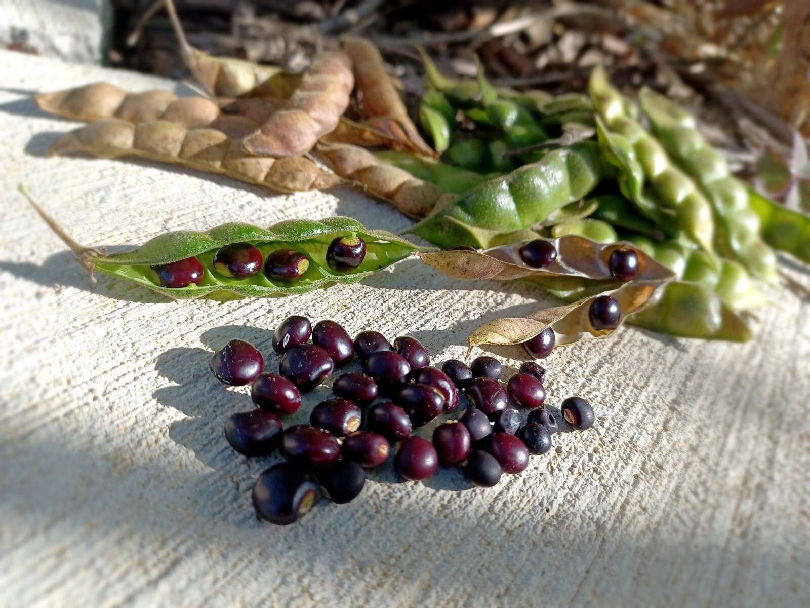 30+ RED-BLACK PIGEON PEA SEEDS, *RARE* FREE SHIPPING Gungo Pea Gandules Kadyos