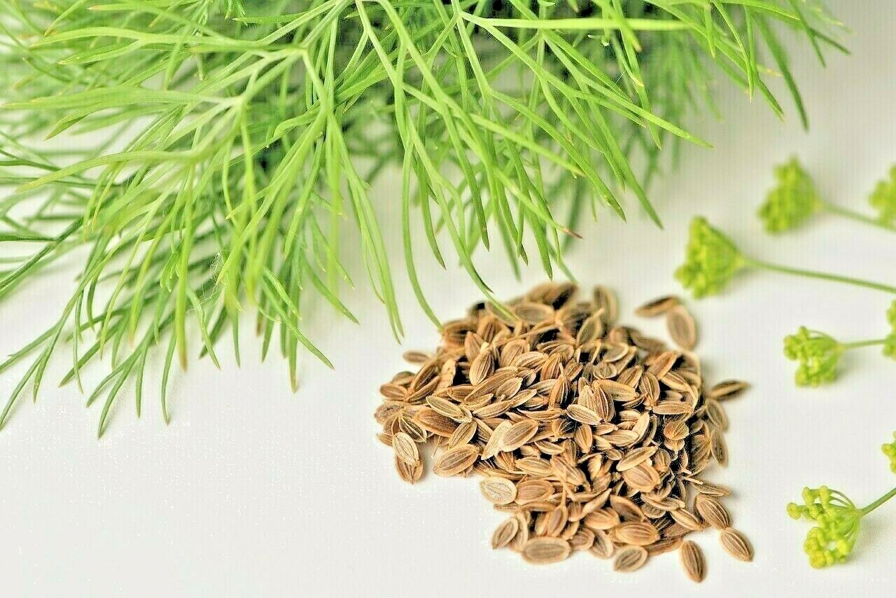 350 SEEDS DILL SPRING DROUGHT TOLERANT HERB VEGETABLE GARDEN NON-GMO HEIRLOOM US