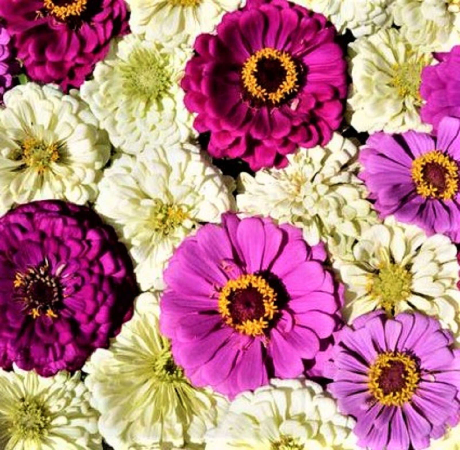 Beautiful Blueberry Cheesecake Zinnia Seeds 100+ Seeds BUY 4 GET FREE SHIPPING