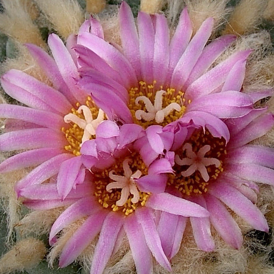 RARE SEEDS (10pk) F… v. “Sierra Zavaleta” x10 (Ten) Cactus US SELLER