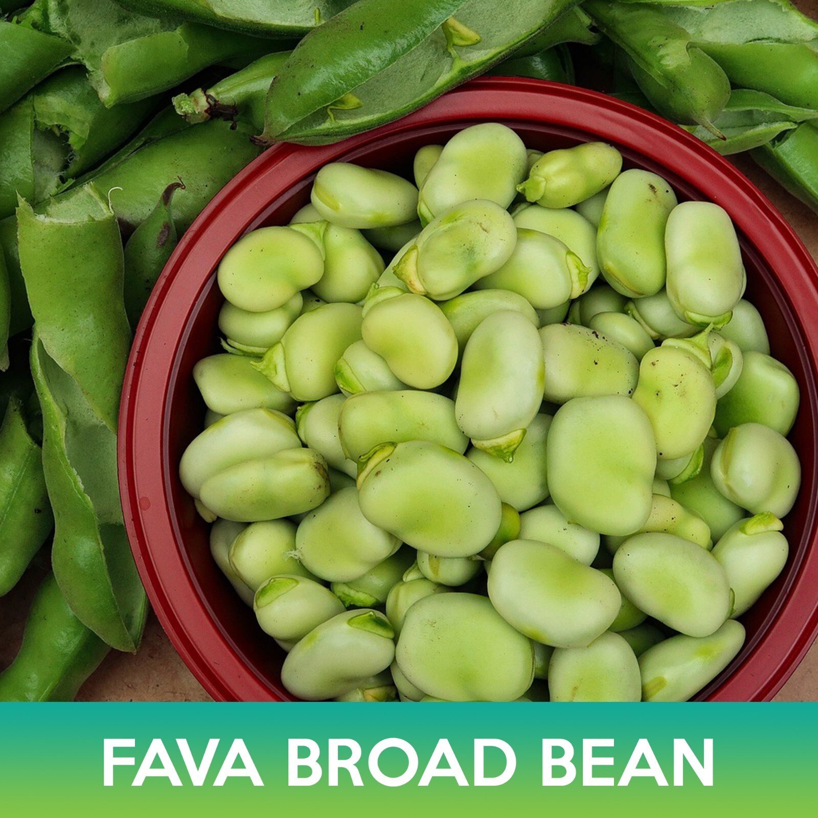 Fava Broad Bean Seeds, Vicia faba