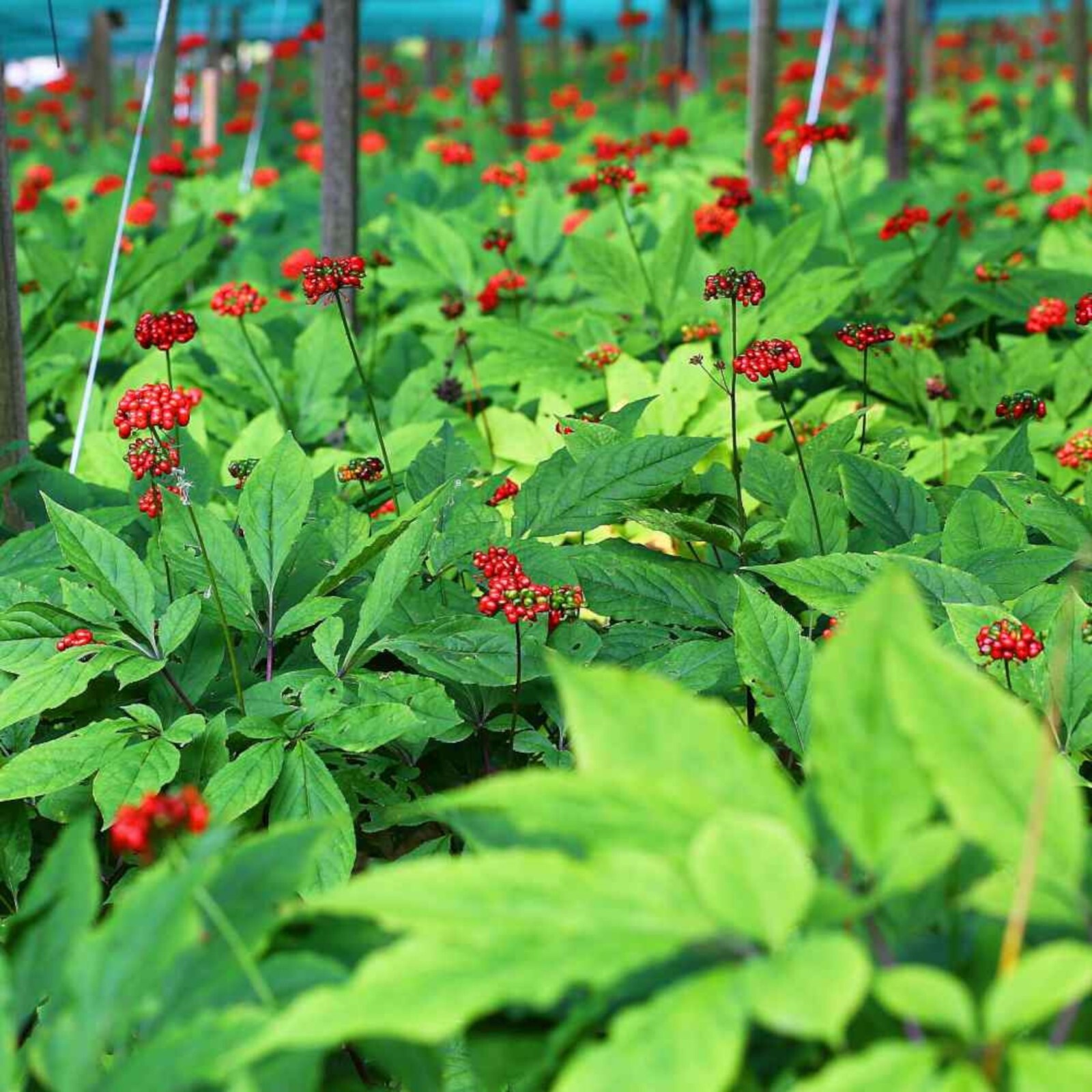 Revitalize Your Health with Asian Ginseng Panax Ginseng – 10 Seeds