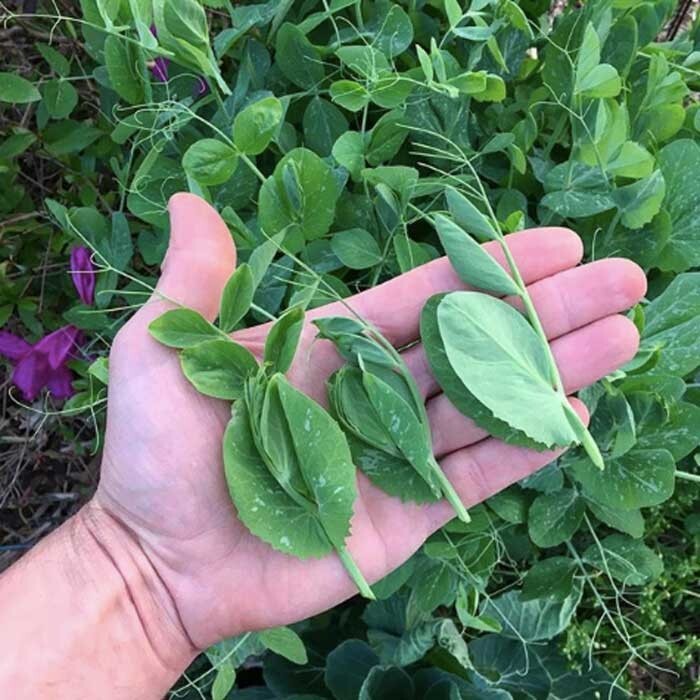  1/4 POUND Austrian Winter Peas Seeds