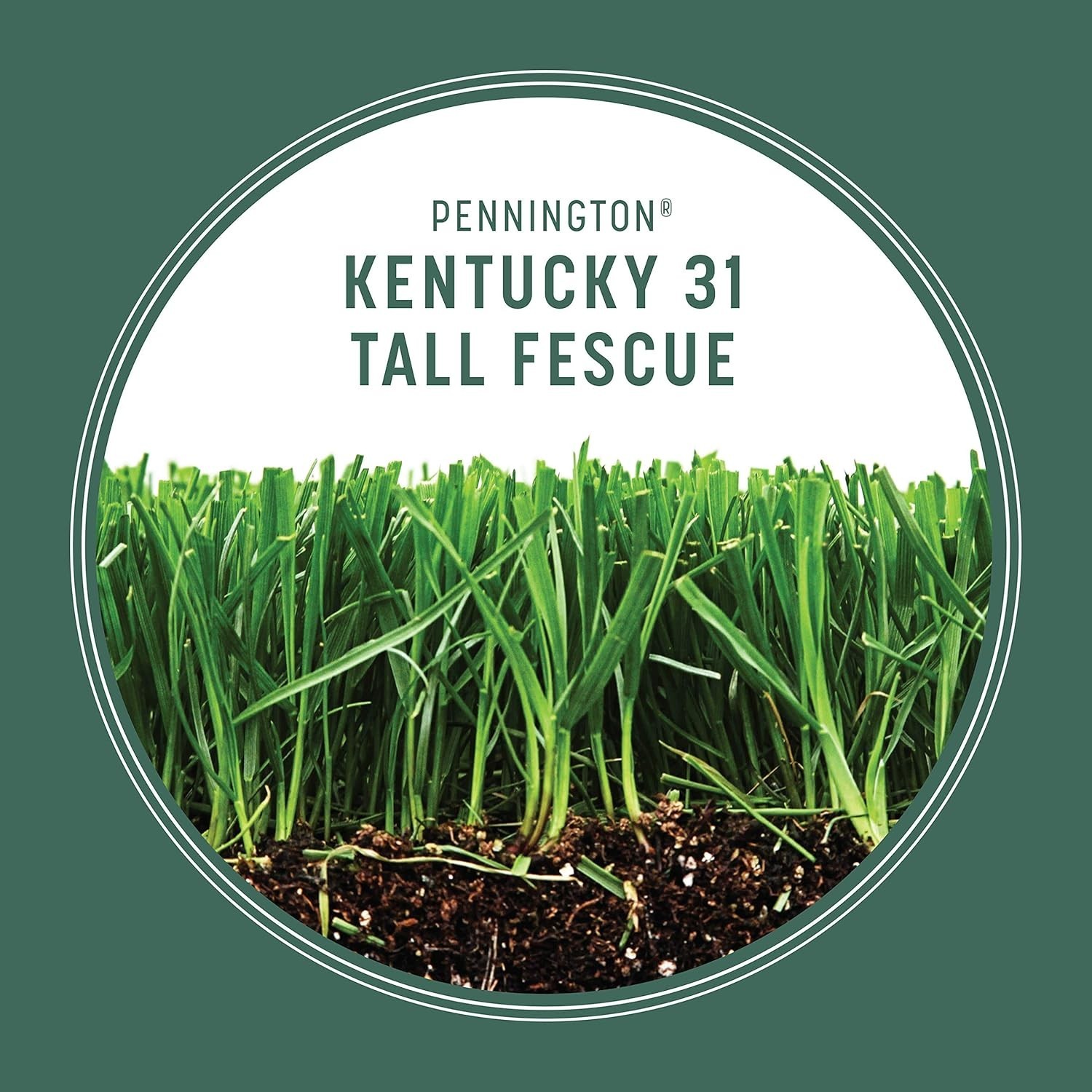 Pet-Friendly Kentucky 31 Tall Fescue Grass Seed – 7 lb, Covers 1400 sq. ft.