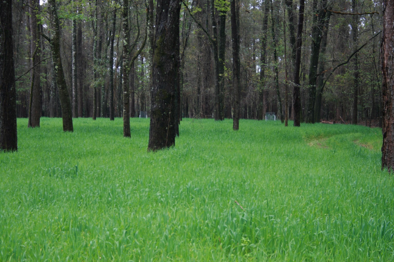 Buck Forage Oats Food Plot Seeds – 50 Lbs.