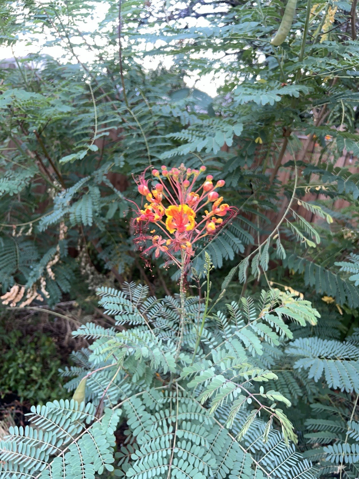 Pride of Barbados Mexican Bird of Paradise Seeds. 12 Seeds.