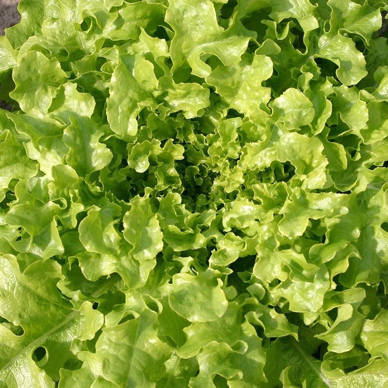 1 Gram Fresh | NON-GMO | Salad Bowl Leaf Premium Lettuce Seeds-B 44