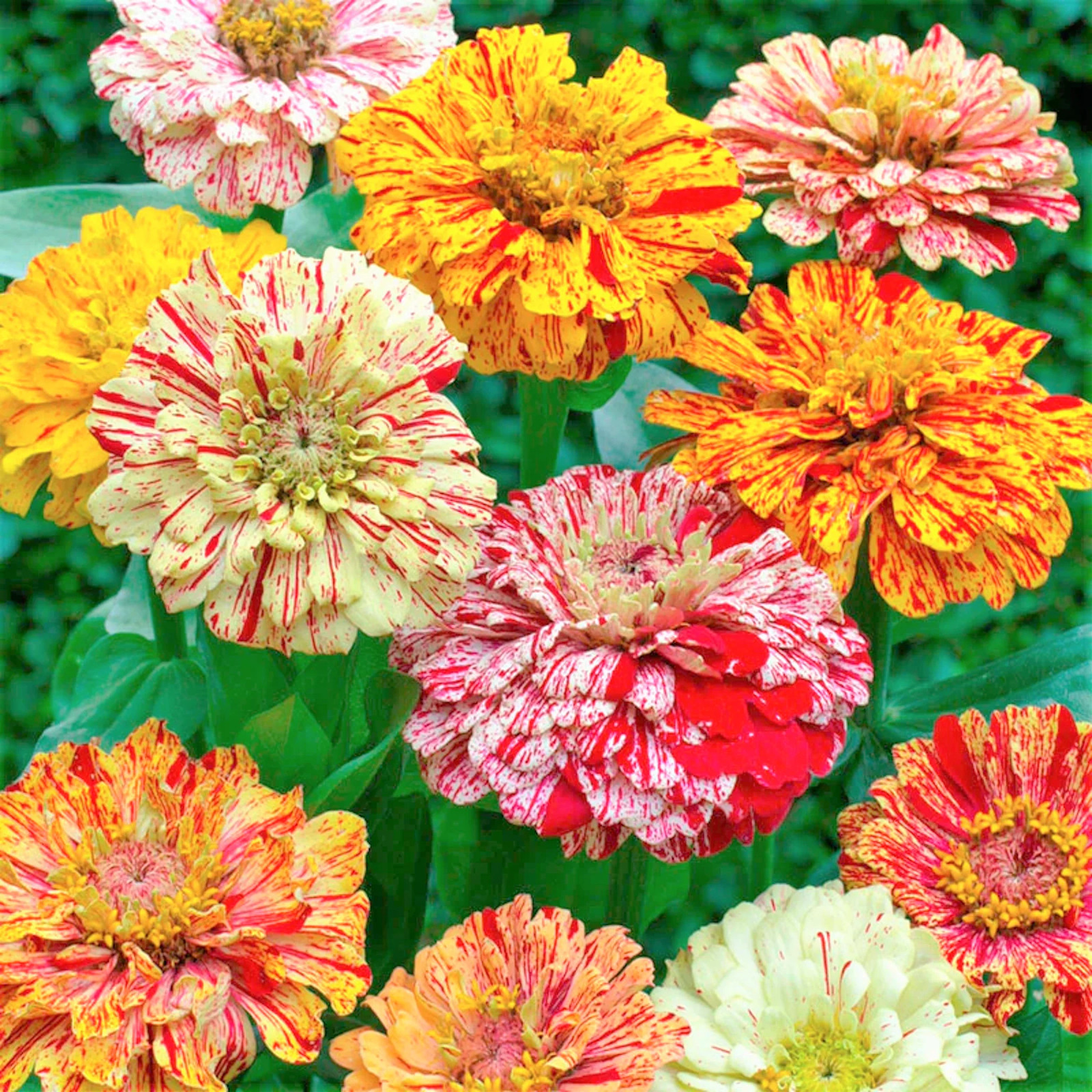 Peppermint Candy Stripe Zinnia Seeds – For 2026 Planting New Lot Giant