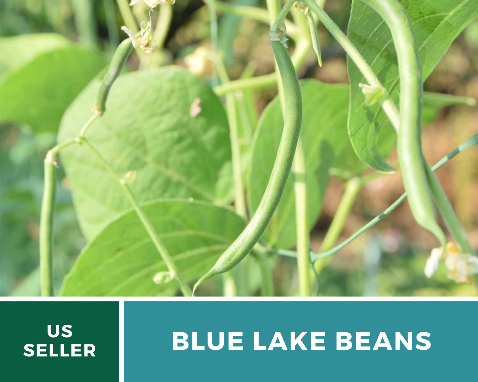 Bean, Blue Lake – 50 Seeds, Pole, Heirloom Vegetable (Phaseolus vulgaris)