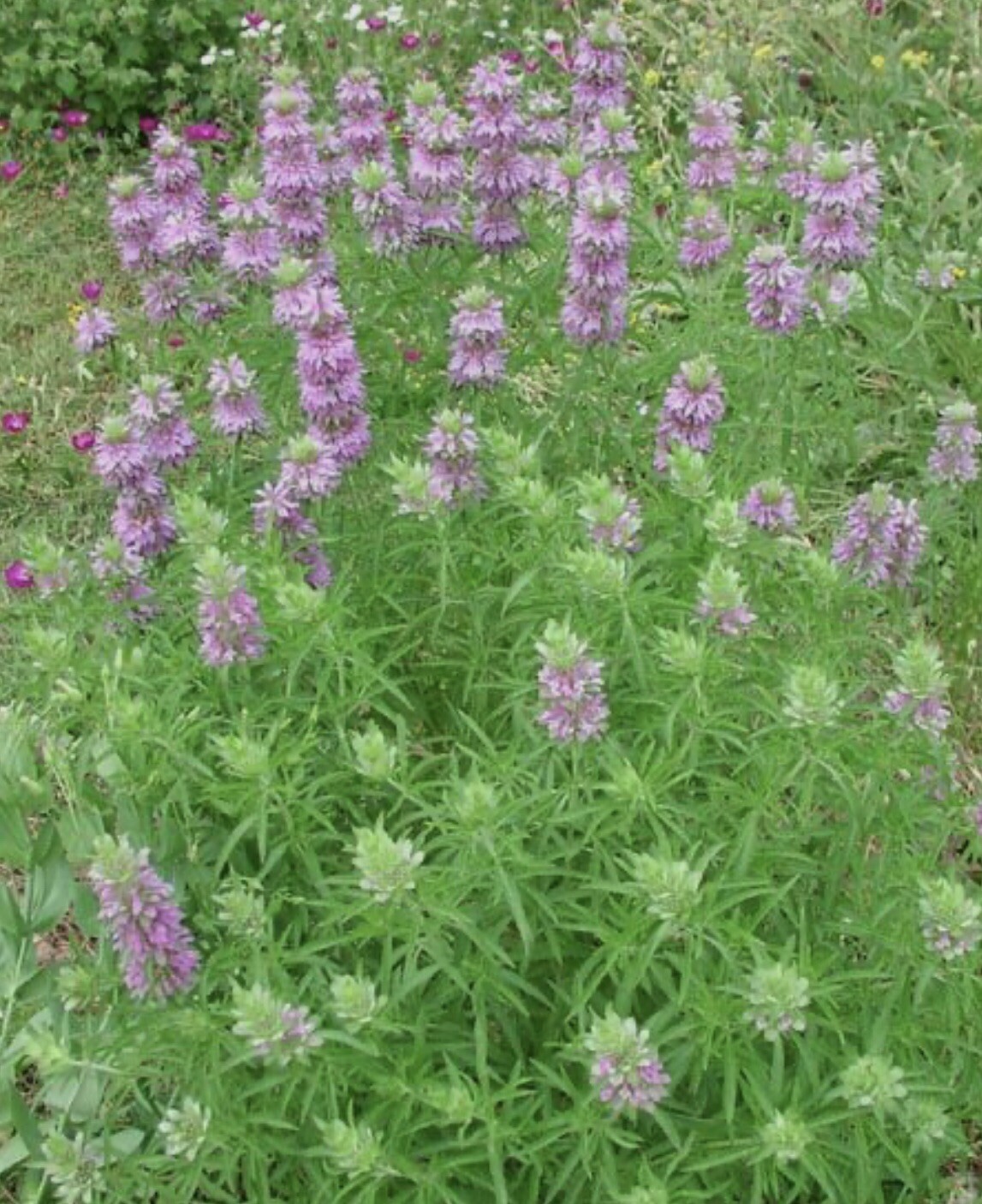 400 + LEMON MINT SEEDS-MONARDA CITRIODORA -NON GMO-Perineal
