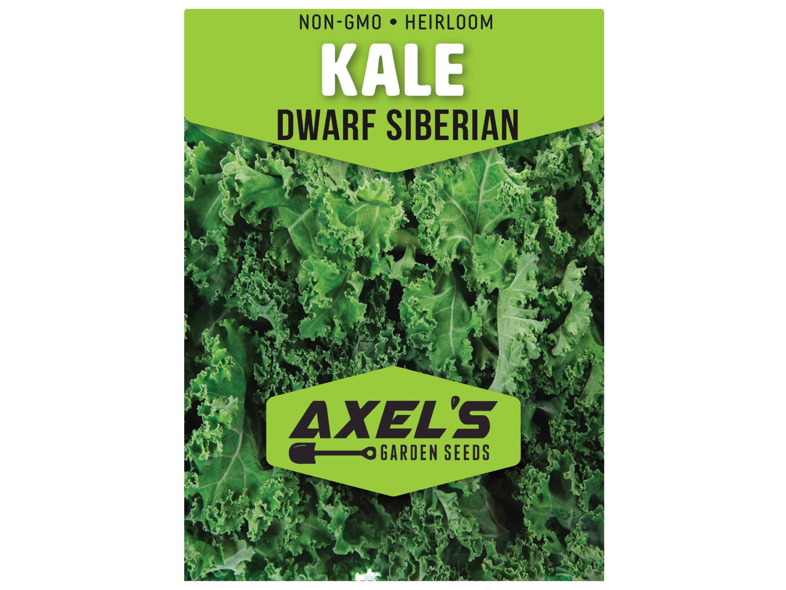 Dwarf Siberian Kale Seeds | Non-GMO | Heirloom | Fresh Garden Seeds
