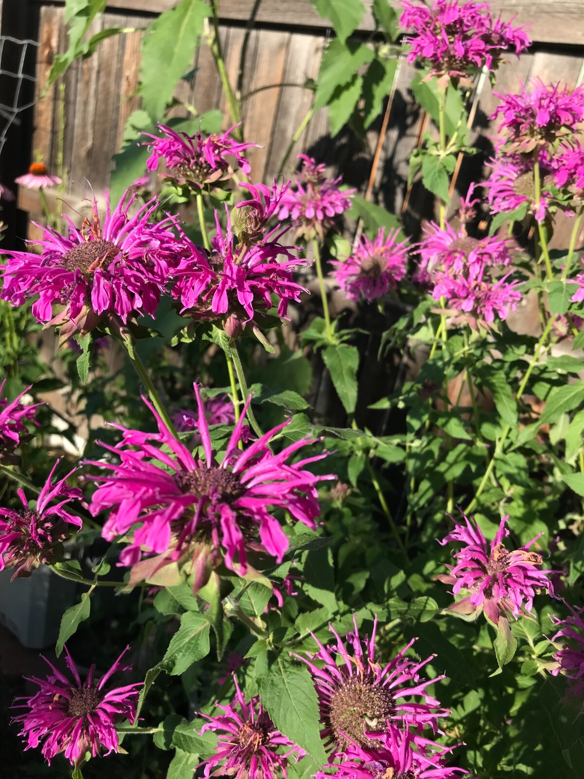 150 seeds Monarda Bee Balm PURPLE Fuchsia Hot Pink Tall Perennial +Gift