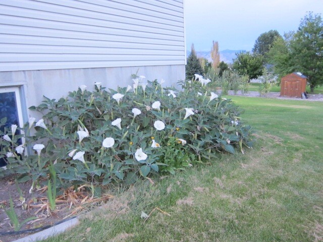 Datura, 150 Seeds, Trumpet Flower, Angel Trumpet, Moon Flower, Sacred Datura