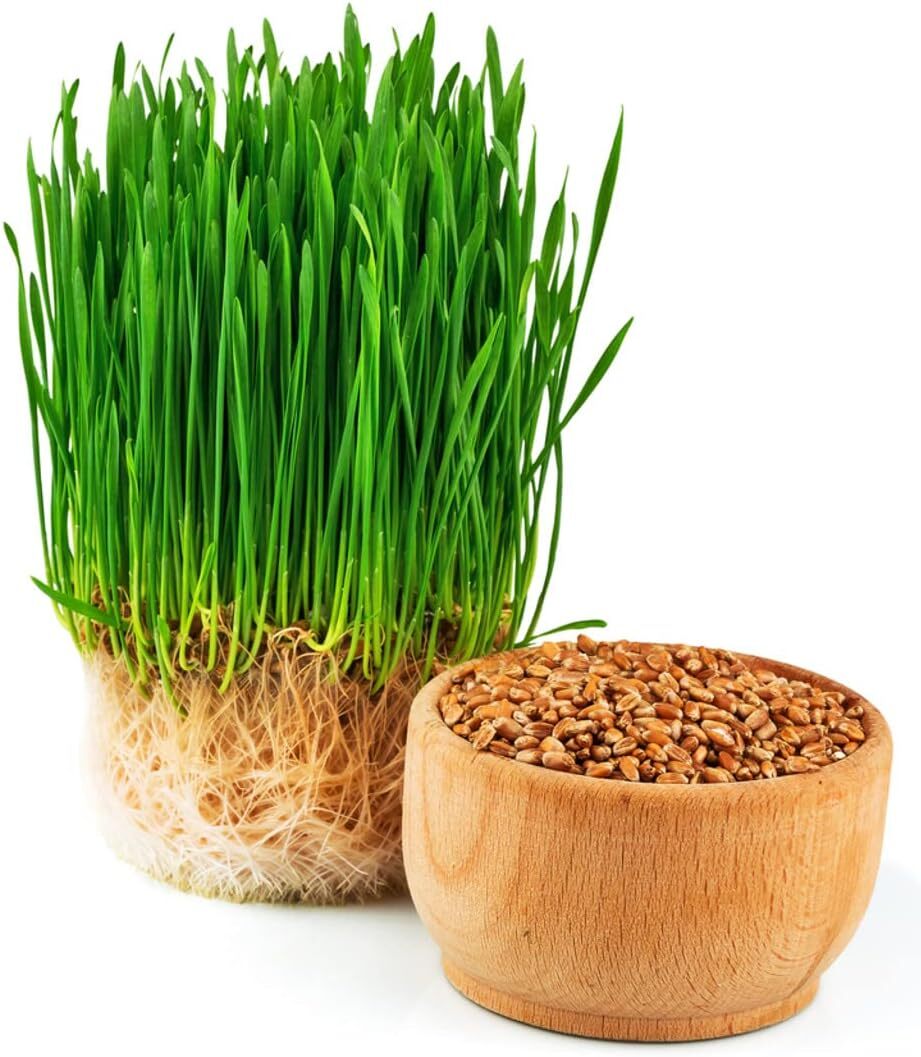 1 Pound of Cat Grass Wheatgrass Seeds Non GMO Sprouting Nutritious Health to Eat