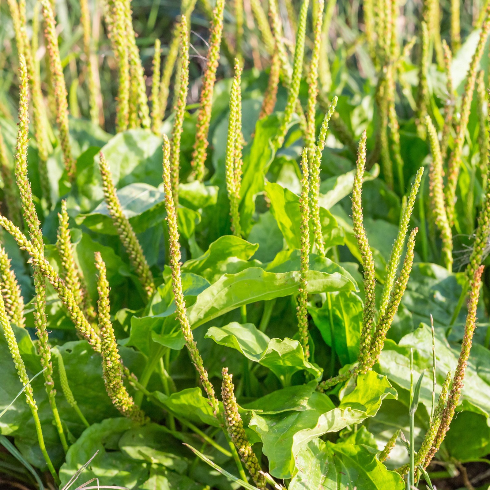 Broadleaf Plantain Seeds (Plantago major) ~Traditional Herb Native Garden